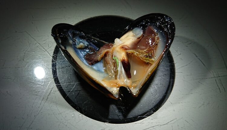 makes for smaller mussels